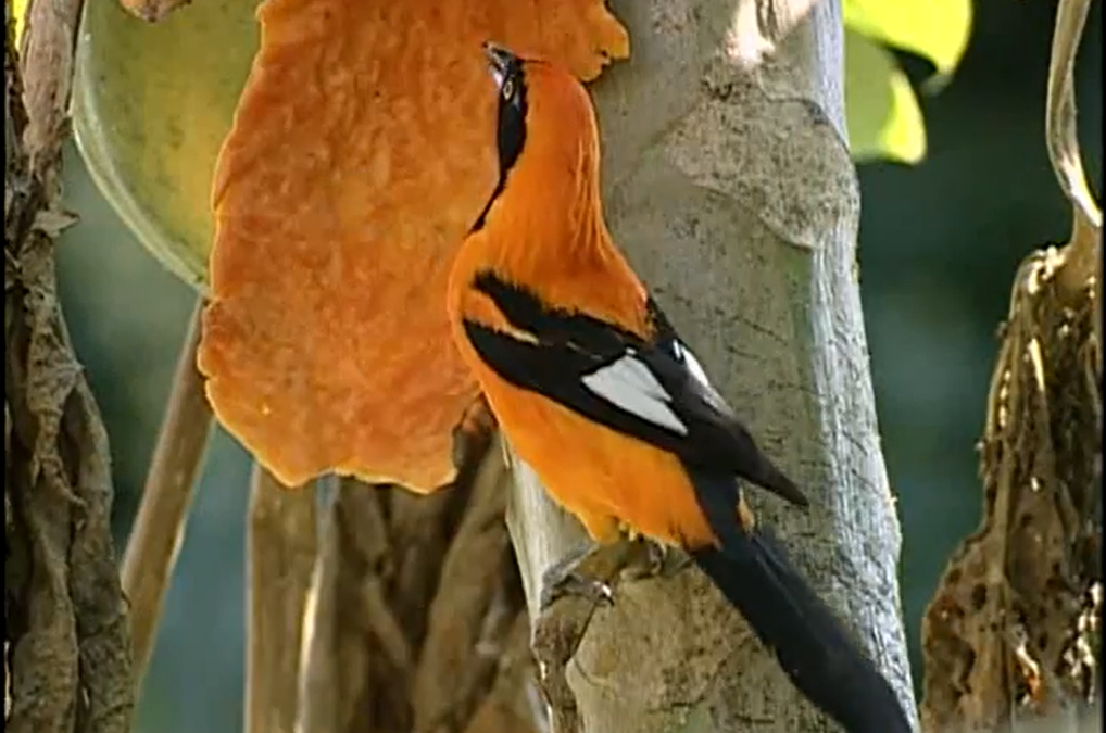 Sesc Ecologia – Aves
