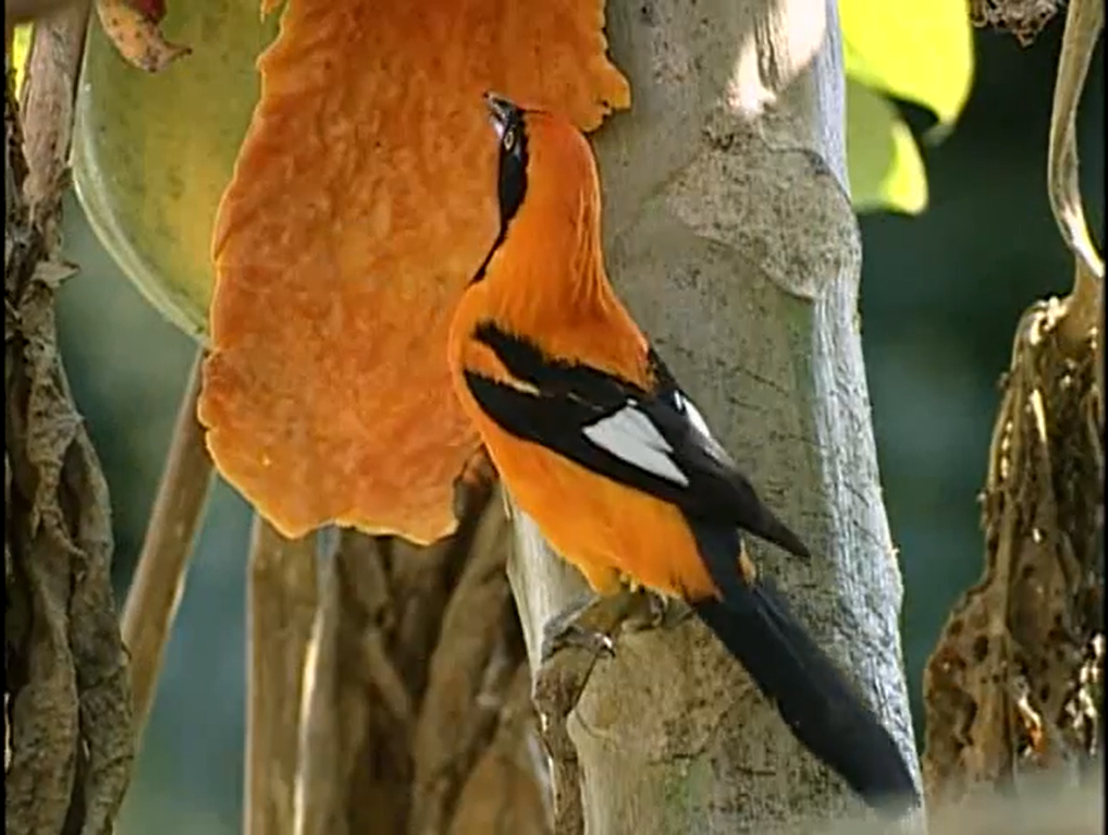 Sesc Ecologia – Aves