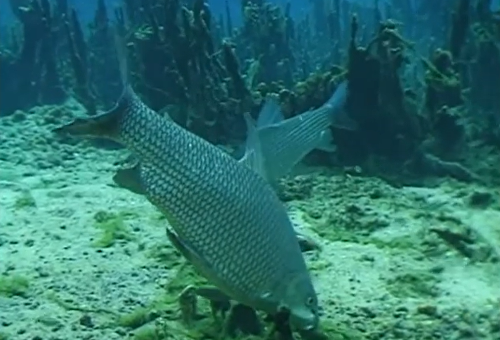 Sesc Ecologia – Peixes