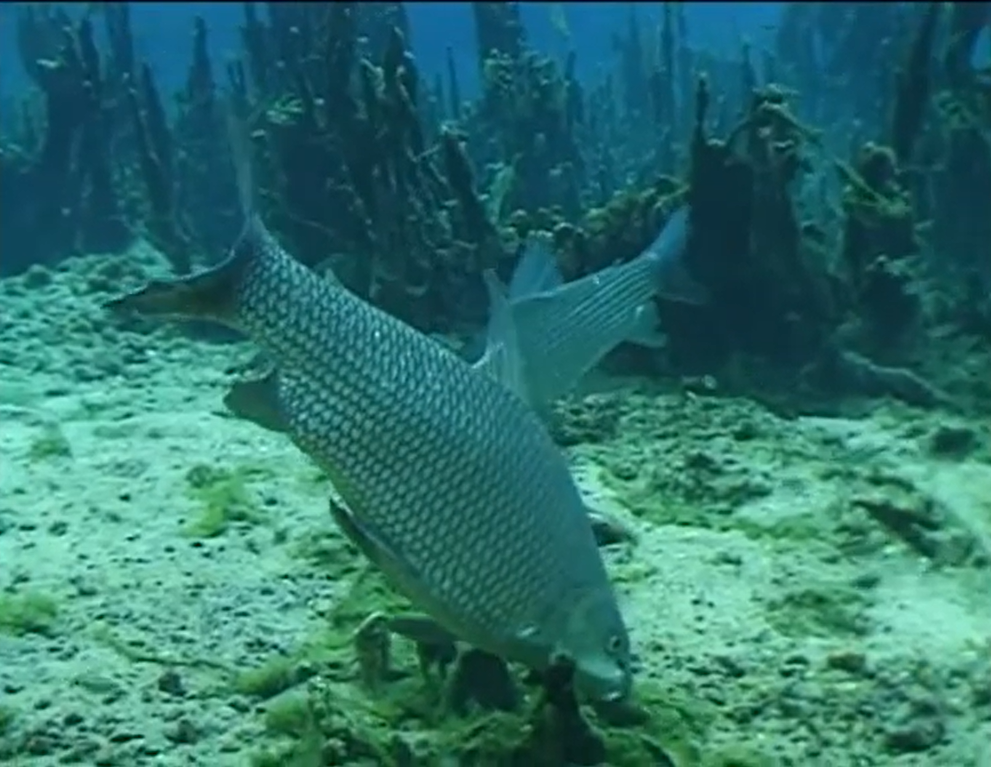 Sesc Ecologia – Peixes