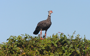 Anhuma