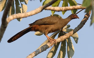 Aracuã