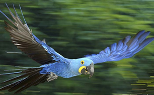 Arara Azul ou Araraúna