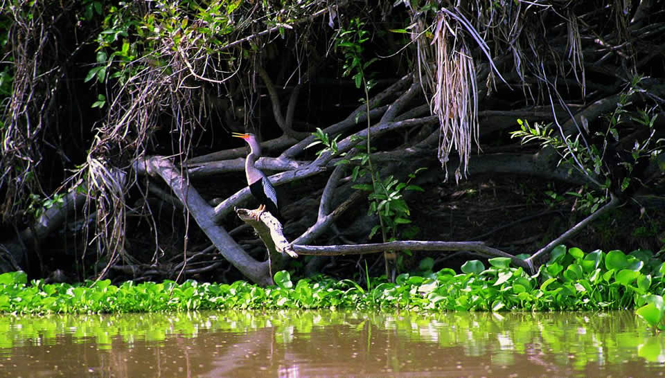 Reserva Particular do Patrimônio Natural – RPPN Sesc Pantanal