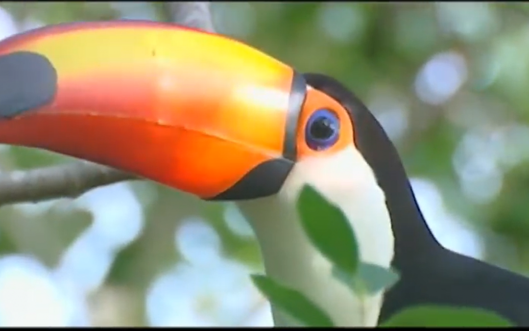 Estância Ecológica Sesc Pantanal