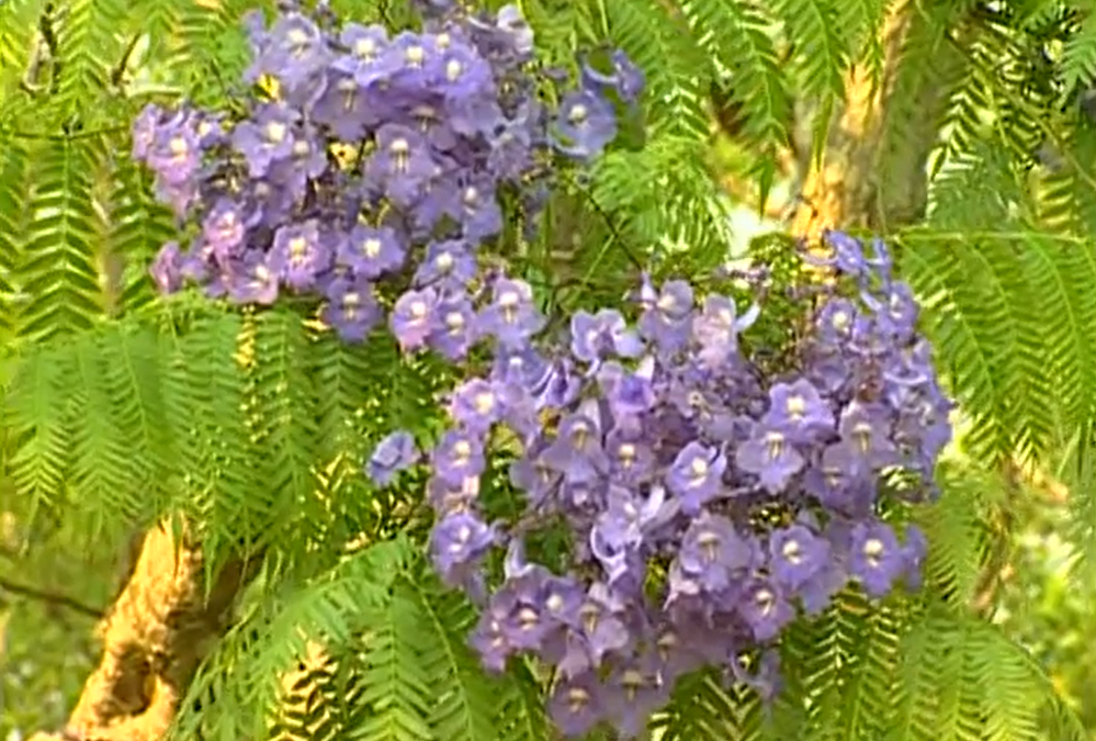 Sesc Ecologia – Flora