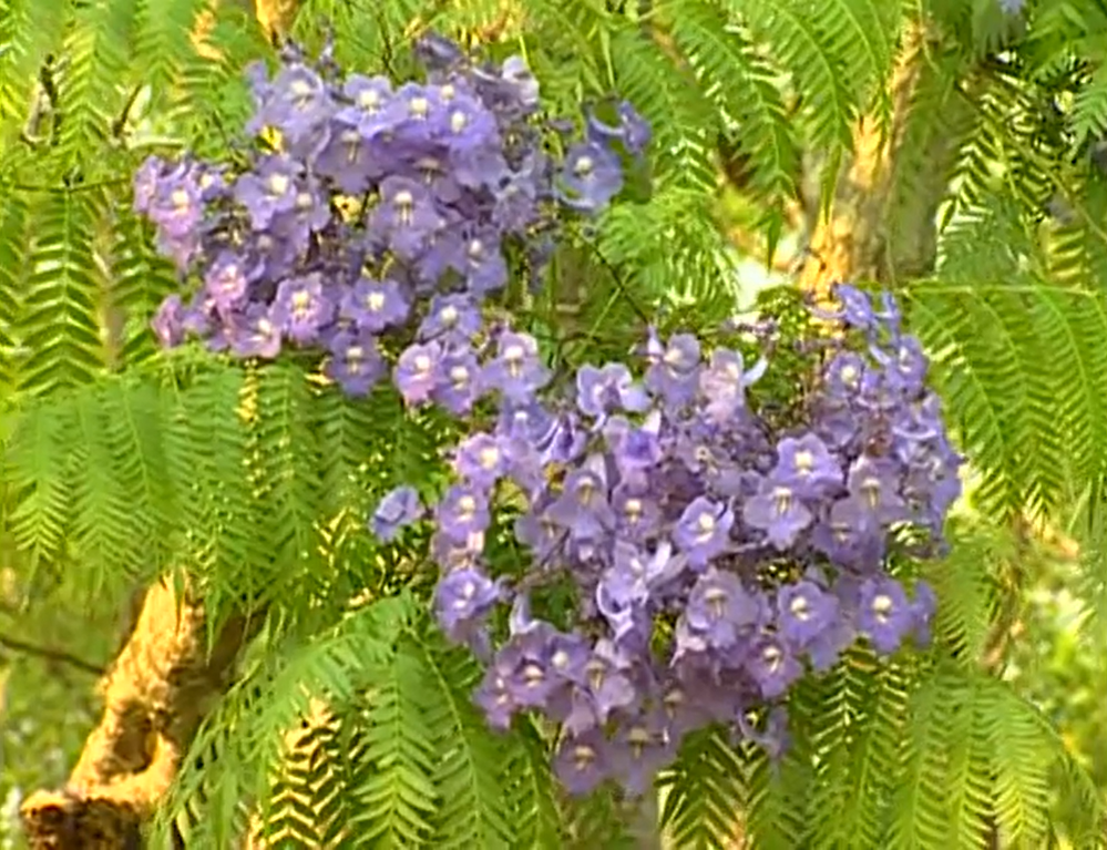 Sesc Ecologia – Flora