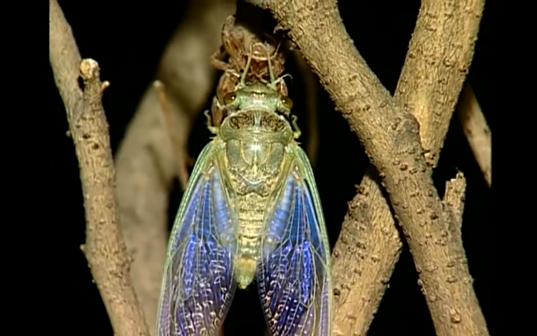 Sesc Ecologia – Invertebrados