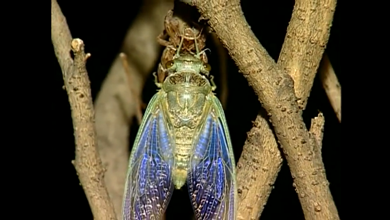 Sesc Ecologia – Invertebrados