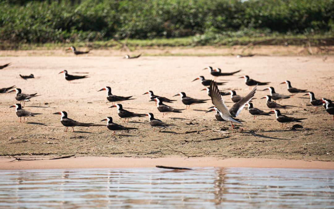 Artigo | O Pantanal no tempo das migratórias 
