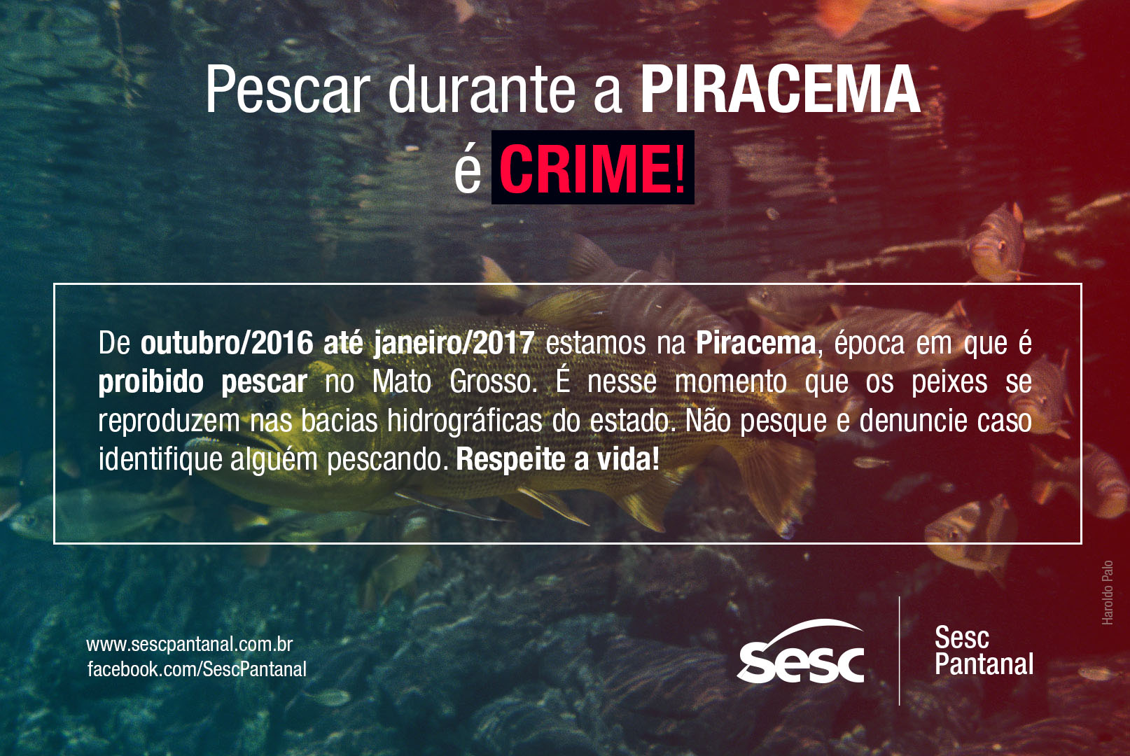 Pescar na Piracema é Crime!