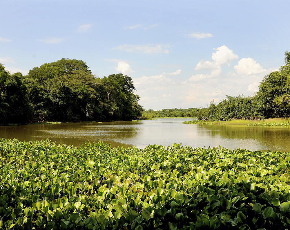 Dia Mundial das Áreas Úmidas: ecossistemas minimizam efeitos das mudanças climáticas