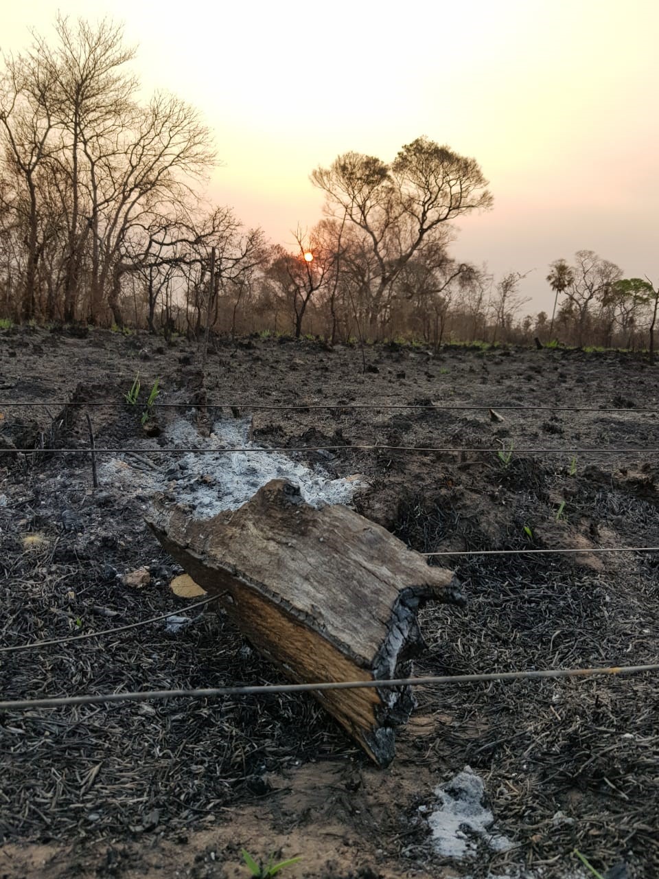 Às vésperas do Dia do Pantanal, governo libera o plantio de cana no bioma e coloca em risco áreas antes protegidas