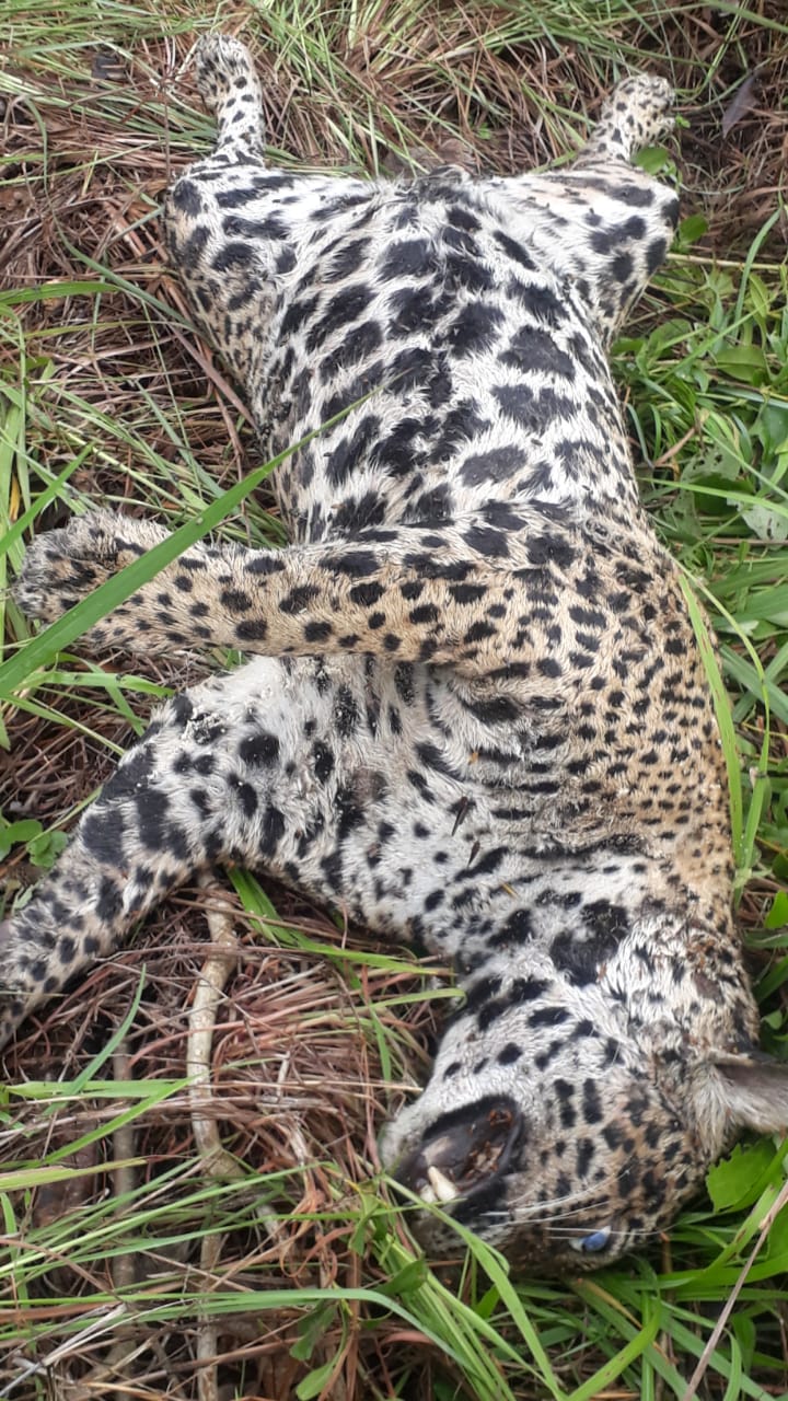 Sesc Pantanal repudia e combate caça de animais em suas unidades