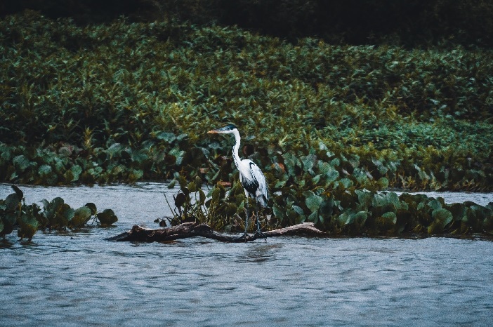 Sesc Pantanal oferece programação especial de lazer no Dia Mundial das Áreas Úmidas