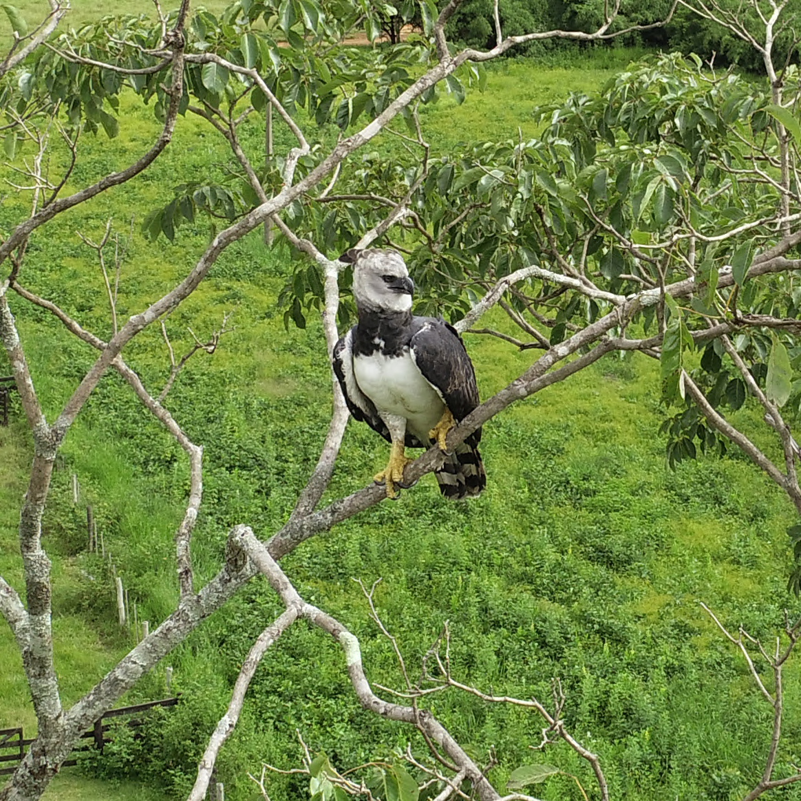 Da lista de animais ameaçados, maior águia do país é avistada pela primeira vez no Parque Sesc Serra Azul, em MT