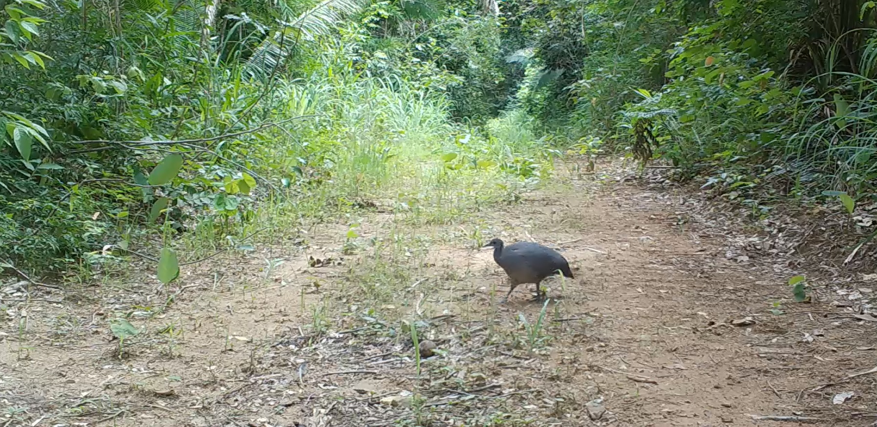 Ave ameaçada de extinção é vista pela primeira vez no Parque Sesc Serra Azul, na região de Nobres