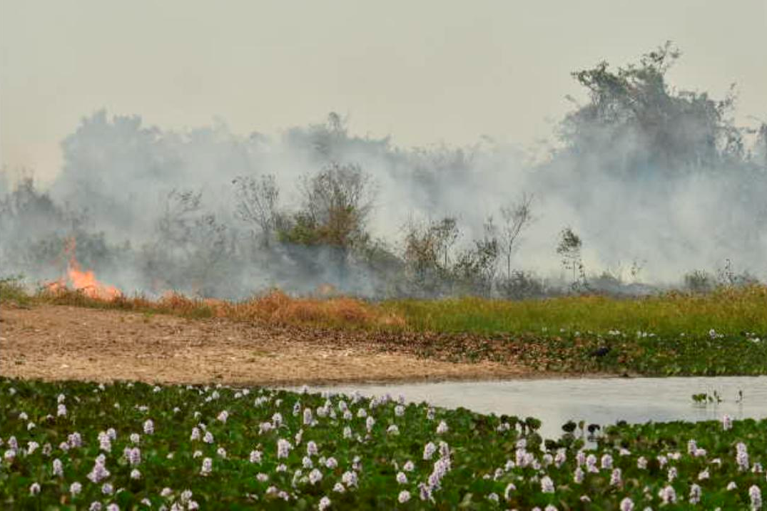 Para evitar catástrofes ocorridas em 2020, projeto de Recuperação amplia ações com foco na prevenção de incêndios no Pantanal