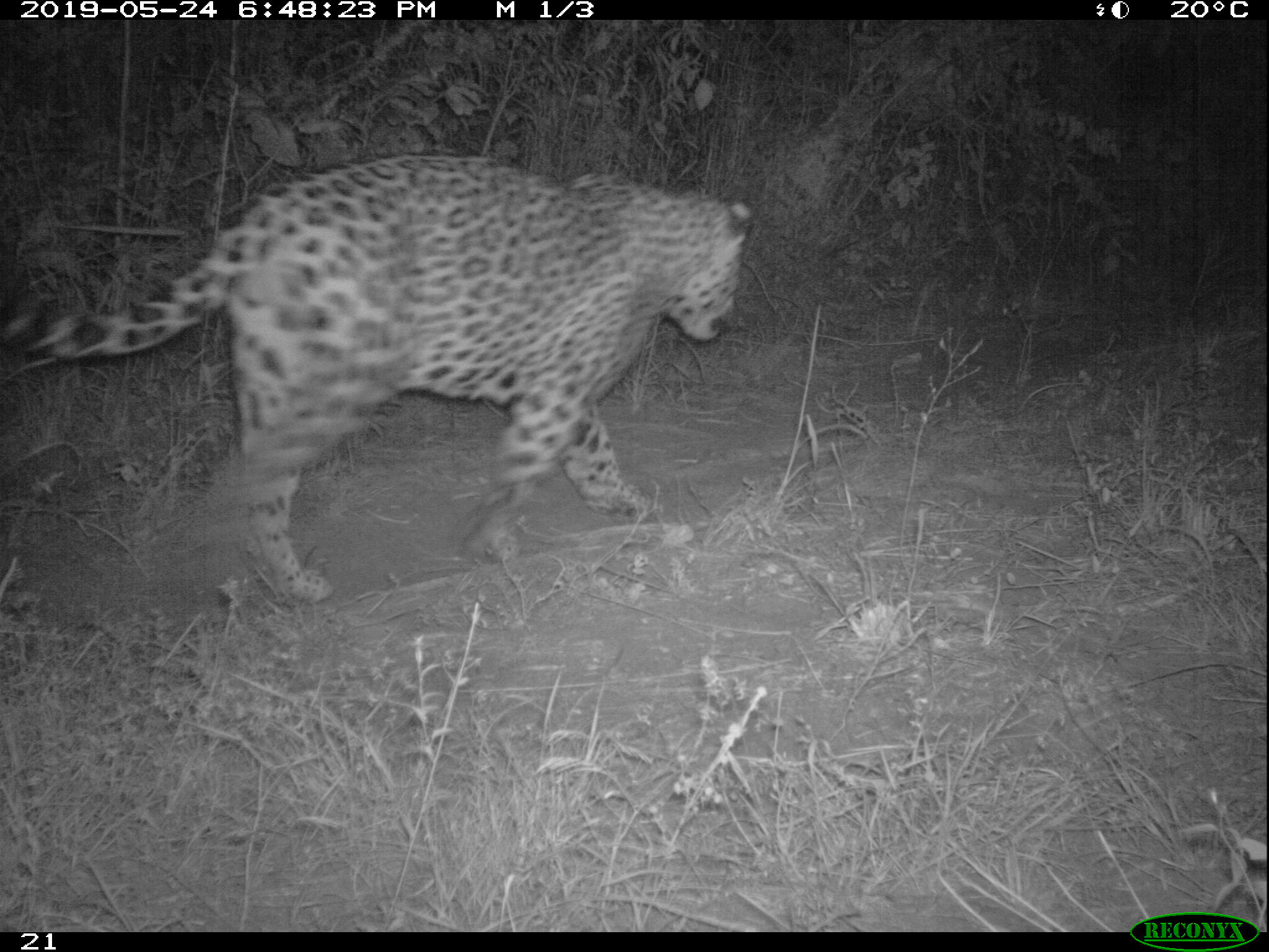 DIA DA BIODIVERSIDADE: Animais ameaçados de extinção encontrados no Parque Sesc Serra Azul indicam importância da conservação no Cerrado
