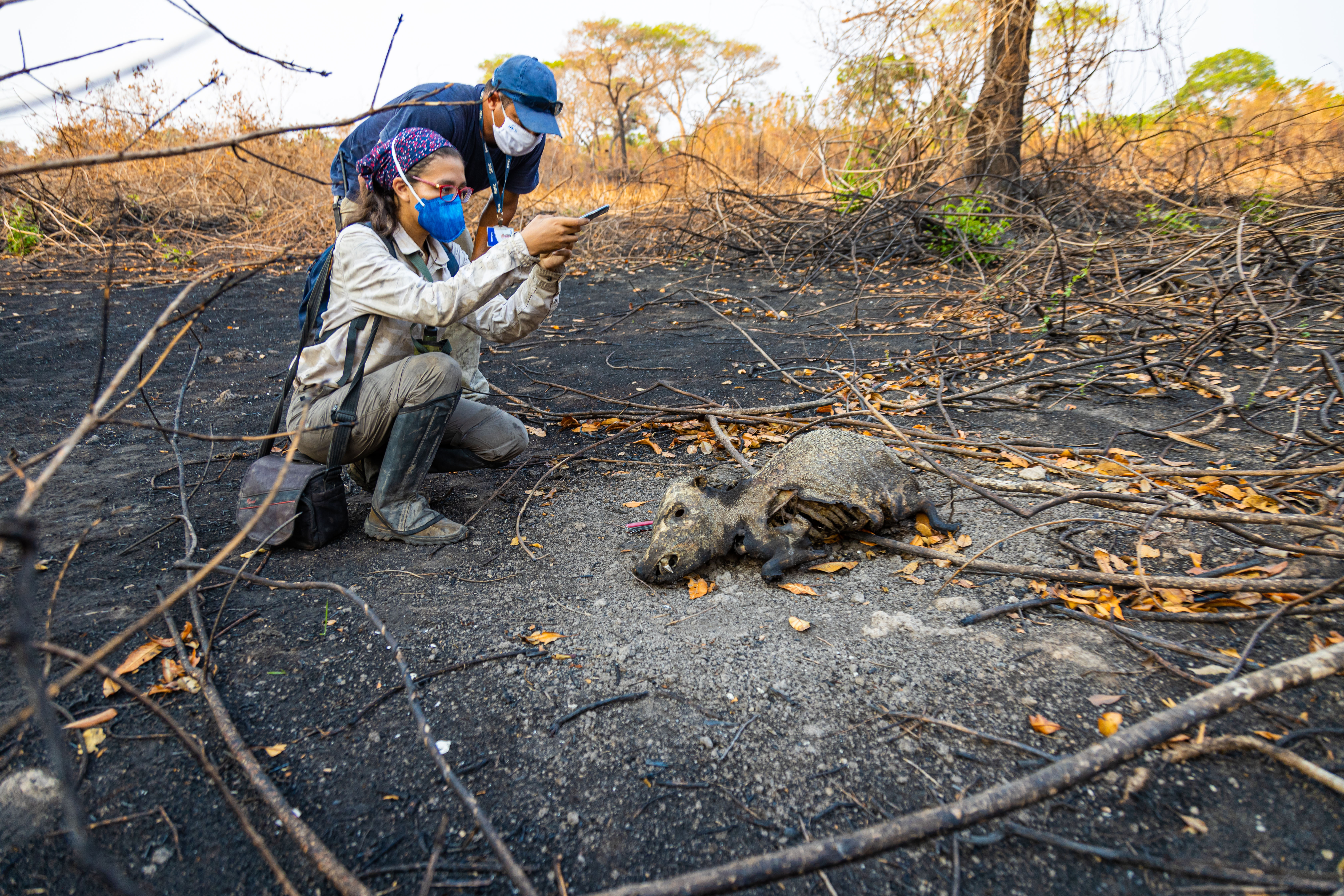 Pesquisadores apresentam primeiros resultados do impacto do fogo sobre a fauna da RPPN Sesc Pantanal nesta segunda