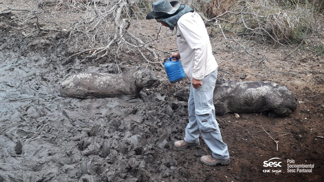 Brigadistas do Sesc Pantanal fazem registro inédito de antas com sede que aceitam água na boca