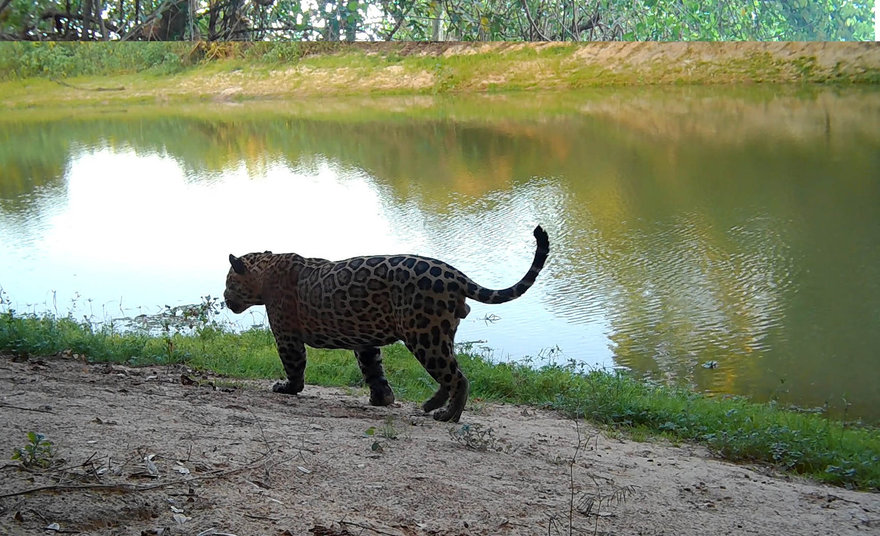 Pesquisadores planejam capturas de onças-pintadas que receberão colares de monitoramento no Pantanal