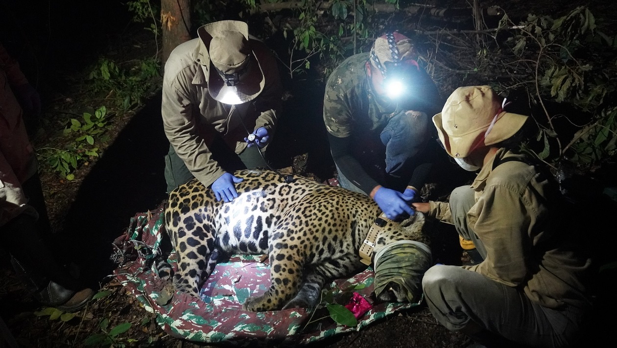 Primeira onça-pintada recebe colar de monitoramento para pesquisa na maior RPPN do Brasil, no Pantanal de MT