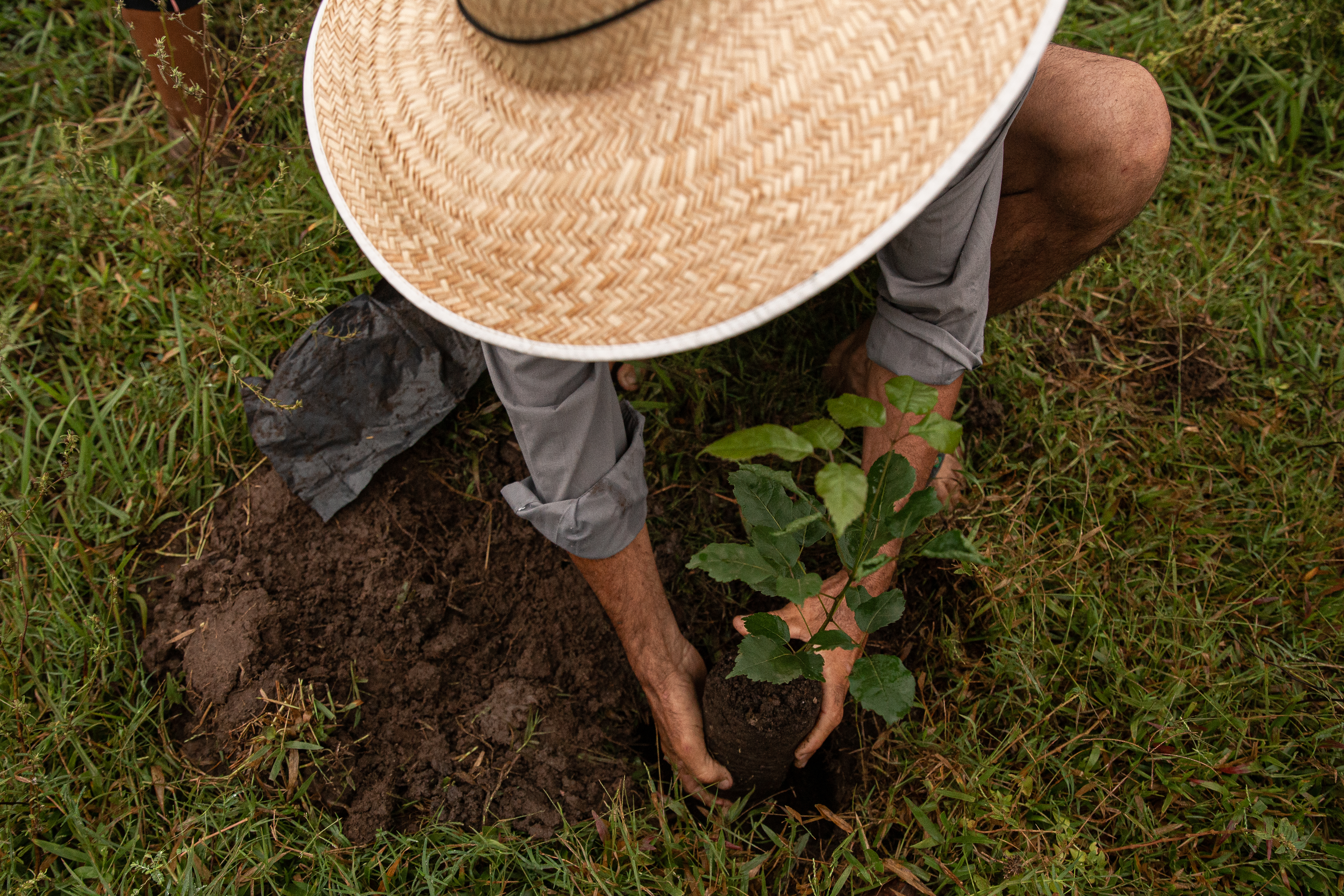 Ação Celebra Cuiabá+Verde presenteia a cidade com 4 mil mudas de árvores nativas do Pantanal e do Cerrado