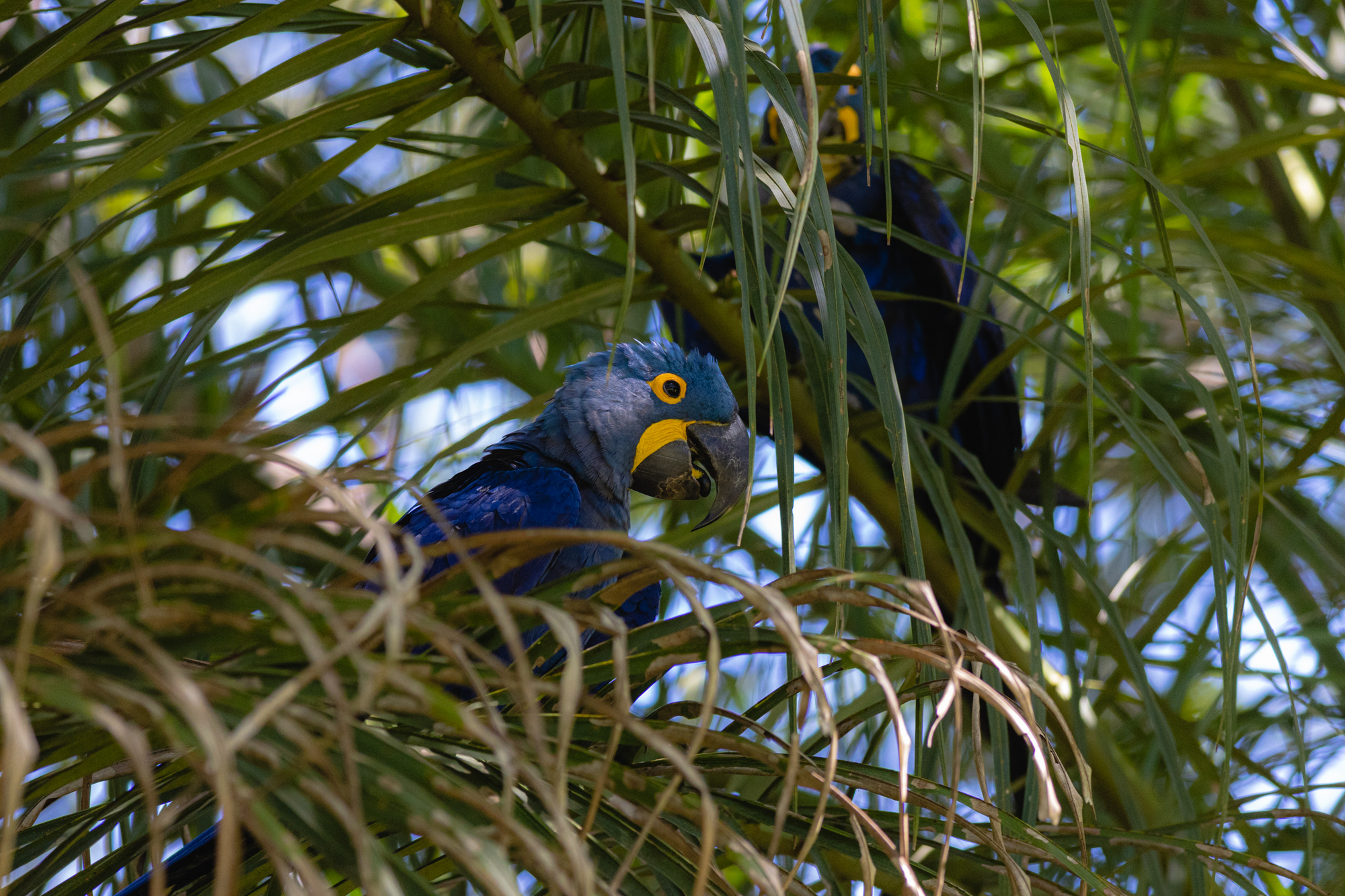 Unidades do Sesc Pantanal em Poconé aderem ao Desafio da Natureza Urbana 2023