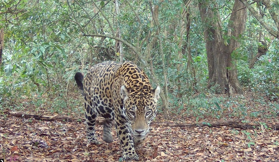 Dia da Onça-Pintada: câmeras trap registram coexistência harmônica entre felinos e pantaneiro na RPPN Sesc Pantanal