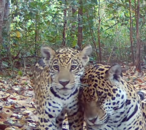 Sesc Pantanal abre votação popular para a escolha dos nomes de três onças-pintadas