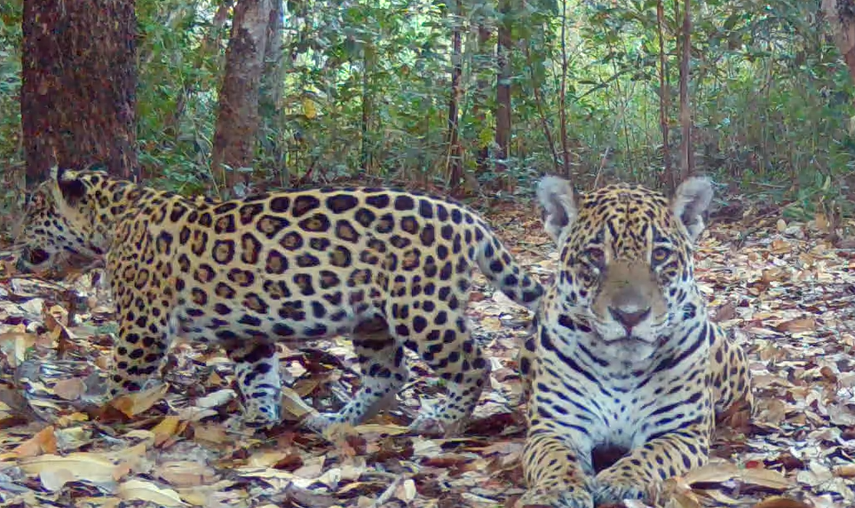 Aurora, Celeste e Tchuva: público escolhe nomes de onças-pintadas avistadas na Reserva Particular do Patrimônio Natural Sesc Pantanal